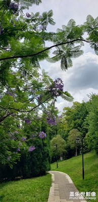 【悠閑時(shí)光】+ 九妹眼里藍(lán)花楹