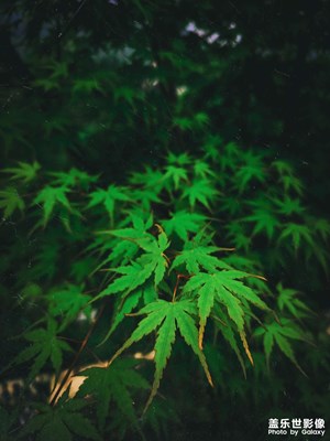 怎么讓相機(jī)拍完照以后不加后期效果