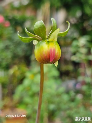 【時(shí)光留影】初夏的微觀世界