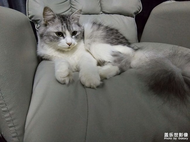 繼續(xù)發(fā)貓