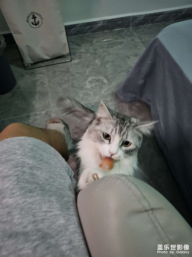 繼續(xù)發(fā)貓