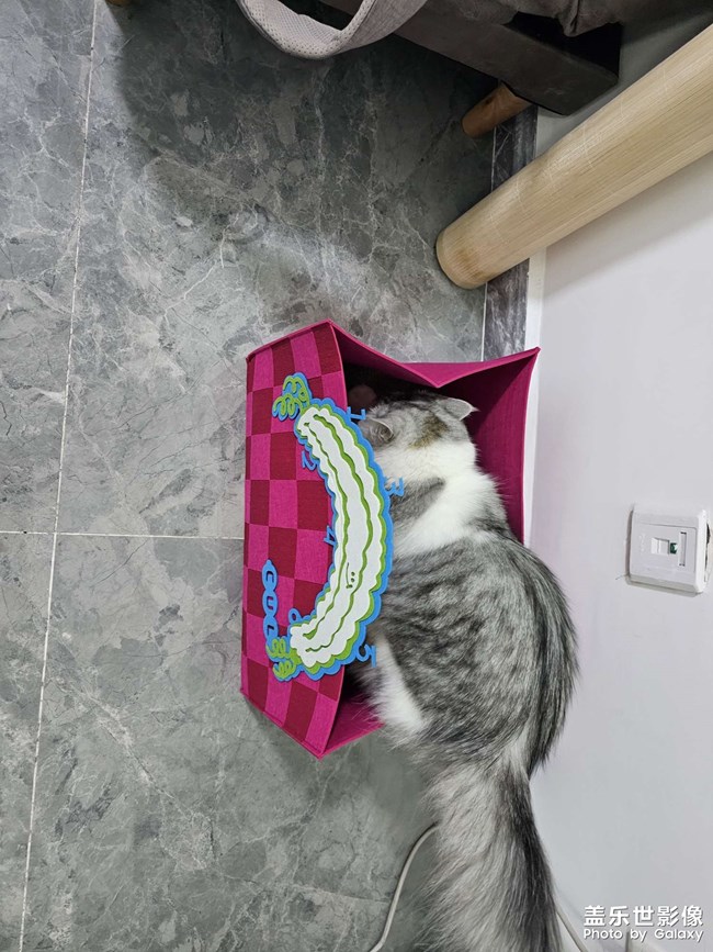 繼續(xù)發(fā)貓