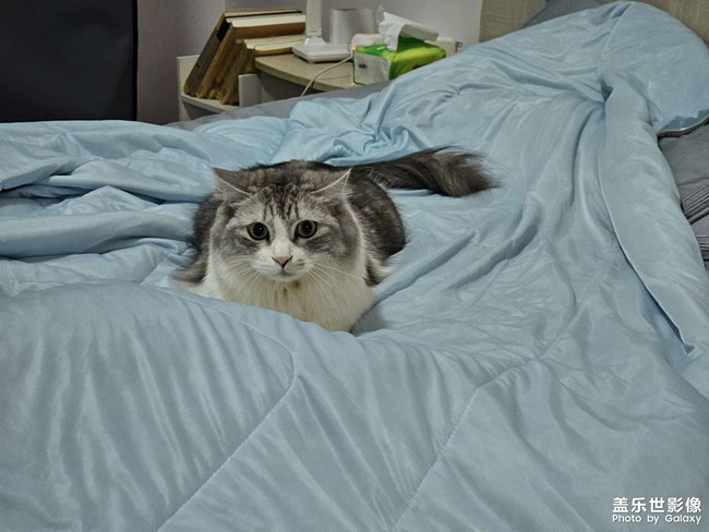 繼續(xù)發(fā)貓