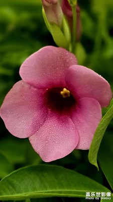 深圳園博夏花盛繁花似錦映日紅