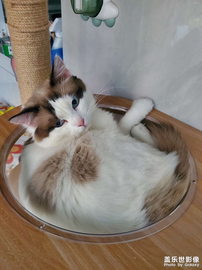 貓咪