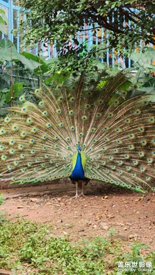 【濃情端午】+出游