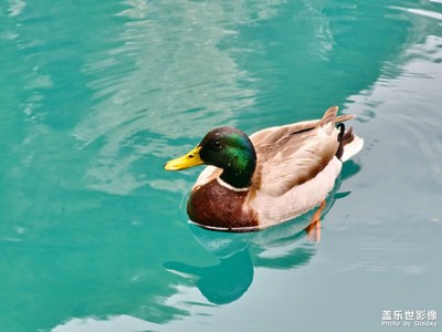 【光影色彩】恬淡靜謐的生靈