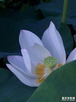 【如影隨形】＋荷韻