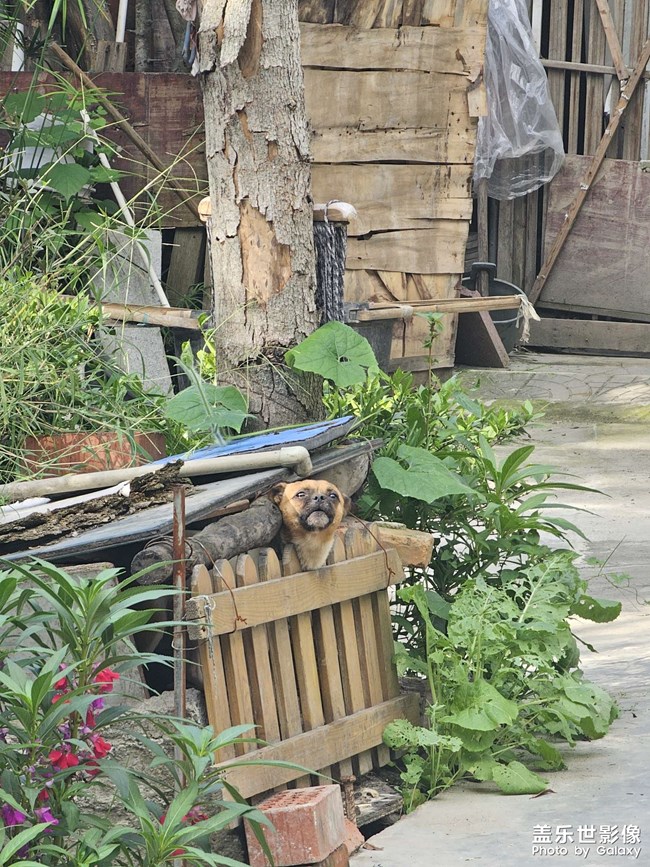 貓貓狗狗