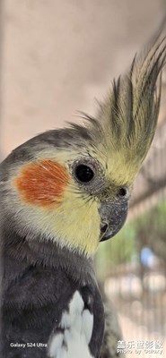 你說你要飛得更高