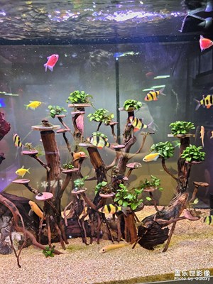 【多巴胺的夏天】魚(yú)魚(yú)的多巴胺夏天