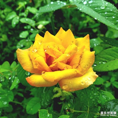 【七月風(fēng)光】+雨中花