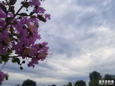 【七月風光】夏日隨拍