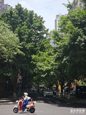 【七月風(fēng)光】+綠葉成蔭下的青春