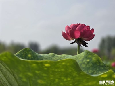 【七月風光】亭亭玉立