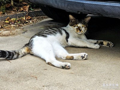 【最美一刻】+偶遇小咪