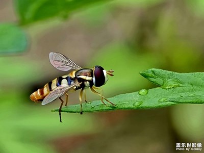 【我的假期故事】昆蟲記