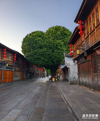 三坊七巷之愛心樹