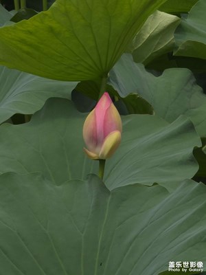 【難忘的夏天】+夏日荷花