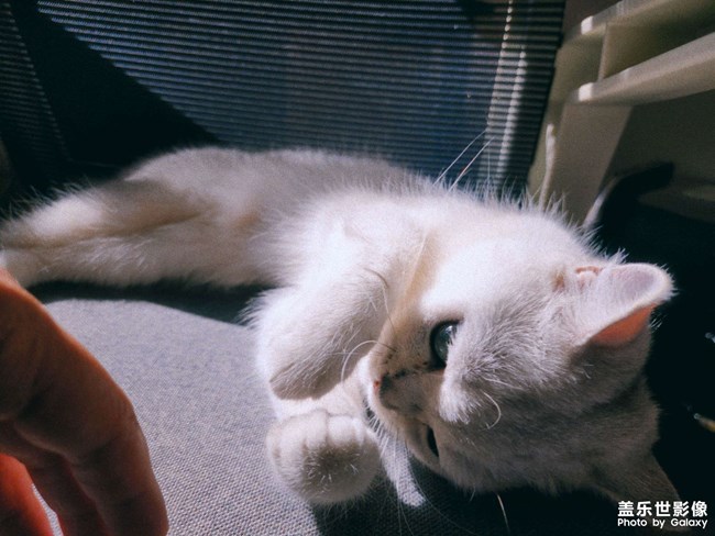 清晨的玩樂時間，你看喵?。? title=