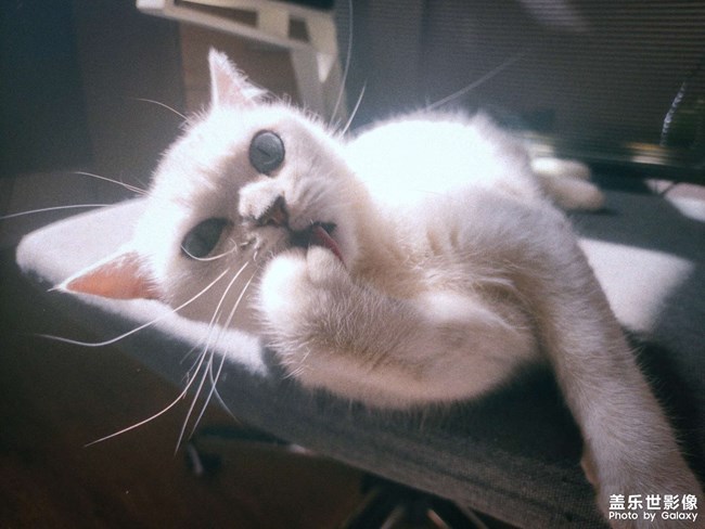 清晨的玩樂時間，你看喵?。? title=