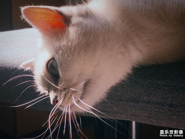 清晨的玩樂時間，你看喵?。? title=