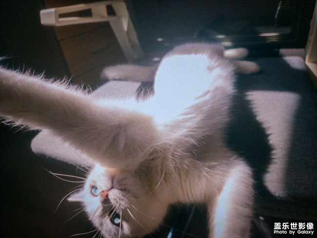 清晨的玩樂時間，你看喵?。? title=