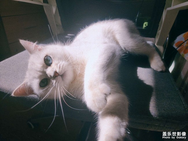 清晨的玩樂時間，你看喵??！