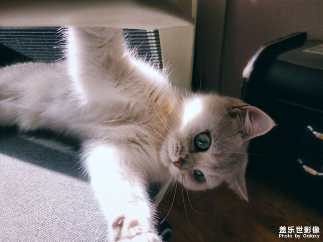 清晨的玩樂時間，你看喵??！