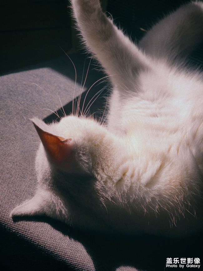 清晨的玩樂時間，你看喵啊！