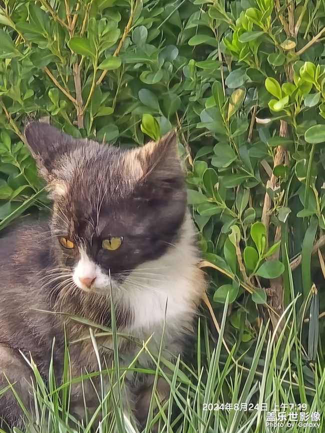 晨跑偶遇小花貓