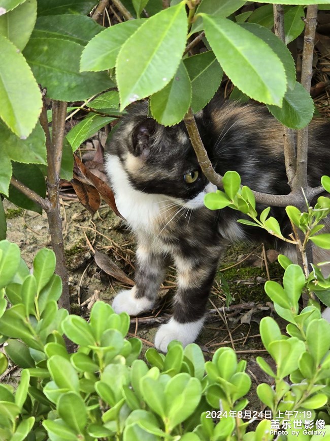 晨跑偶遇小花貓