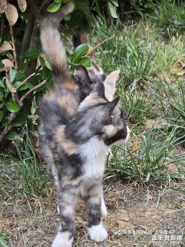 晨跑偶遇小花貓