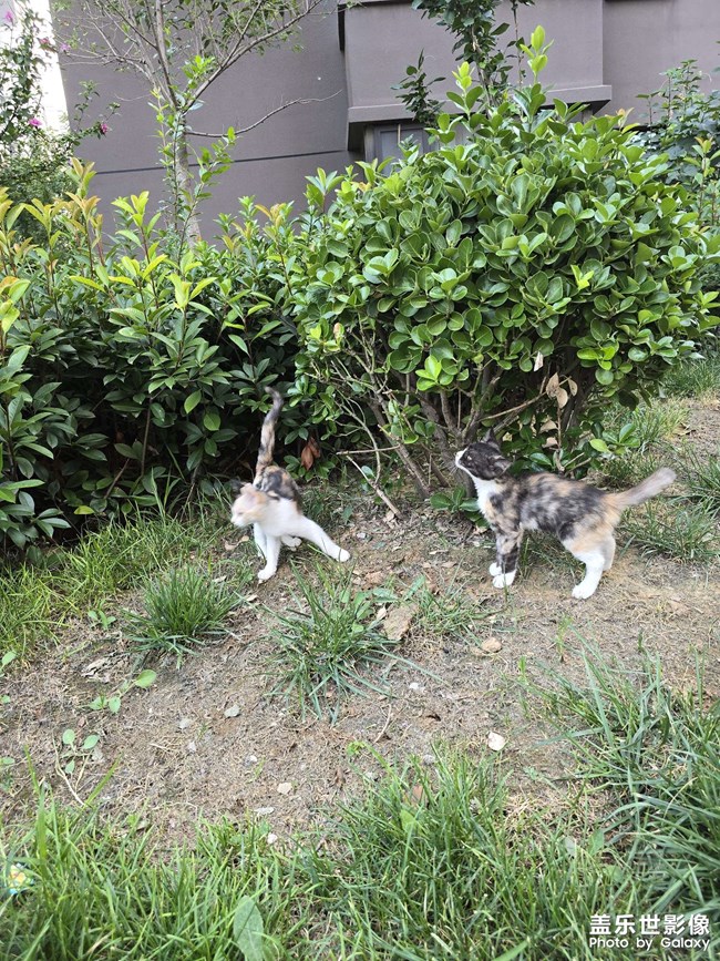 晨跑偶遇小花貓