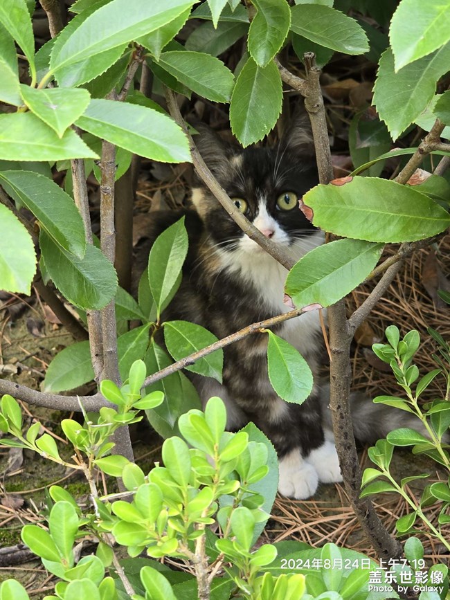 晨跑偶遇小花貓