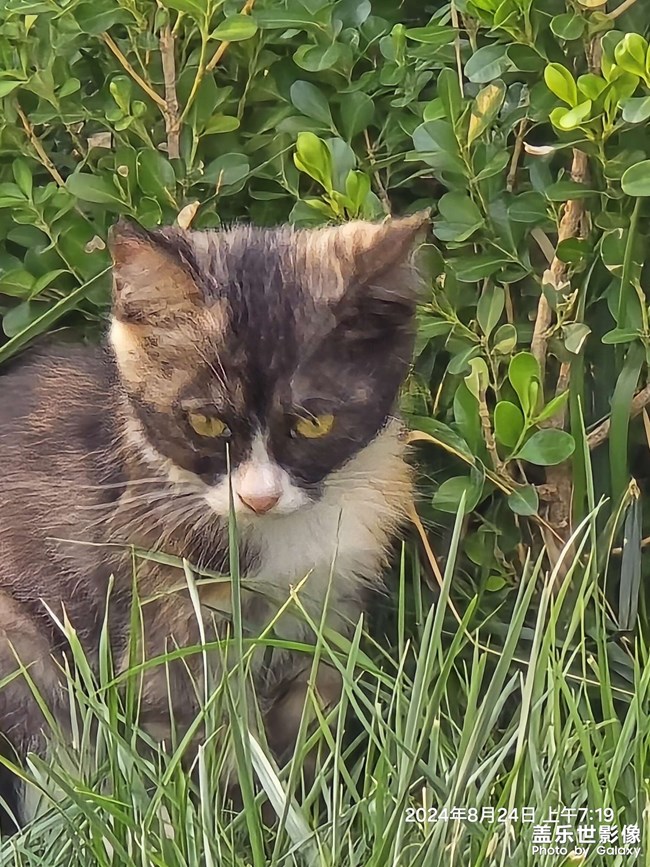 晨跑偶遇小花貓