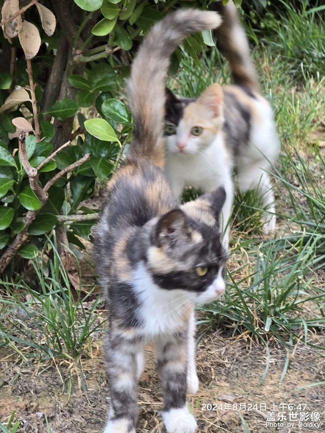 晨跑偶遇小花貓