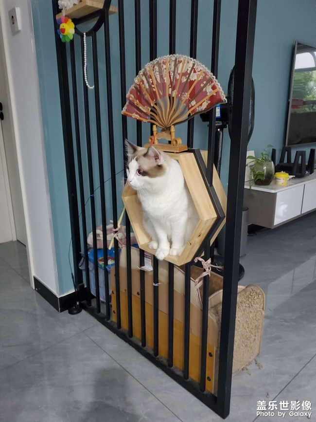 我家貓咪