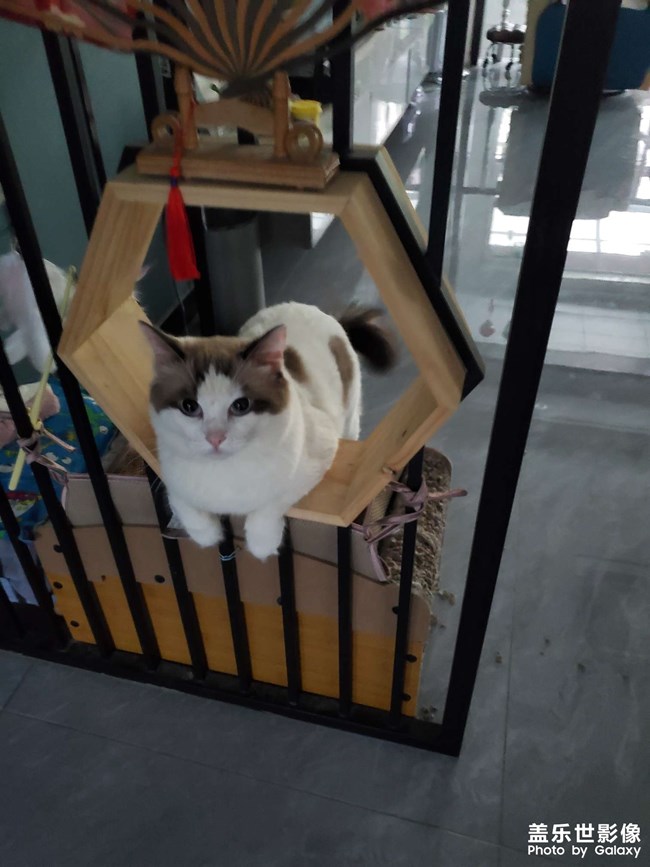 我家貓咪