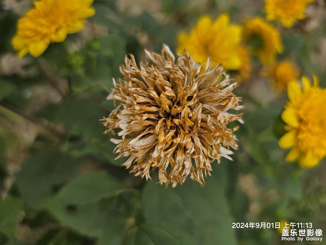 誰不曾有過輝煌時刻，誰又不曾能逃過最終的歸宿