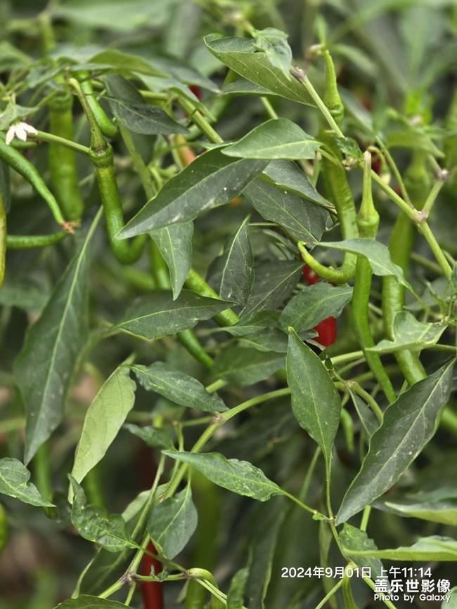 誰不曾有過輝煌時刻，誰又不曾能逃過最終的歸宿