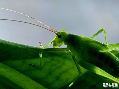 一只螽斯