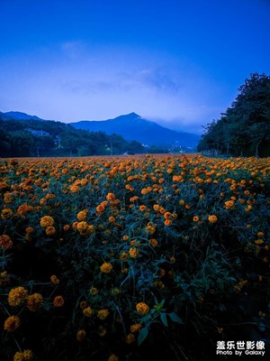 云南-昆明-安寧溫泉萬畝菊田