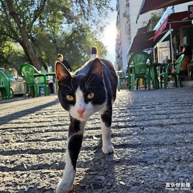 黑白貓貓