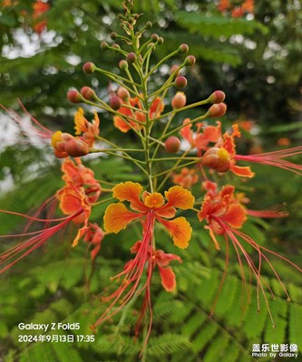 【隨拍?分享】花開半夏