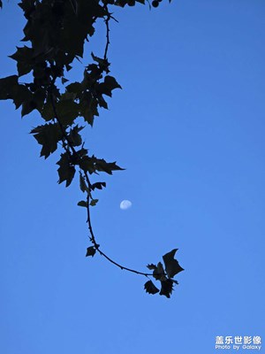 【金九銀十迎雙節(jié)】月半圓