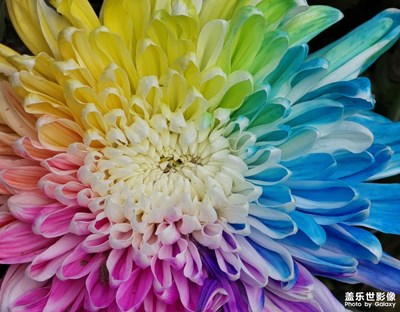 【金秋時節(jié)】七彩炫菊