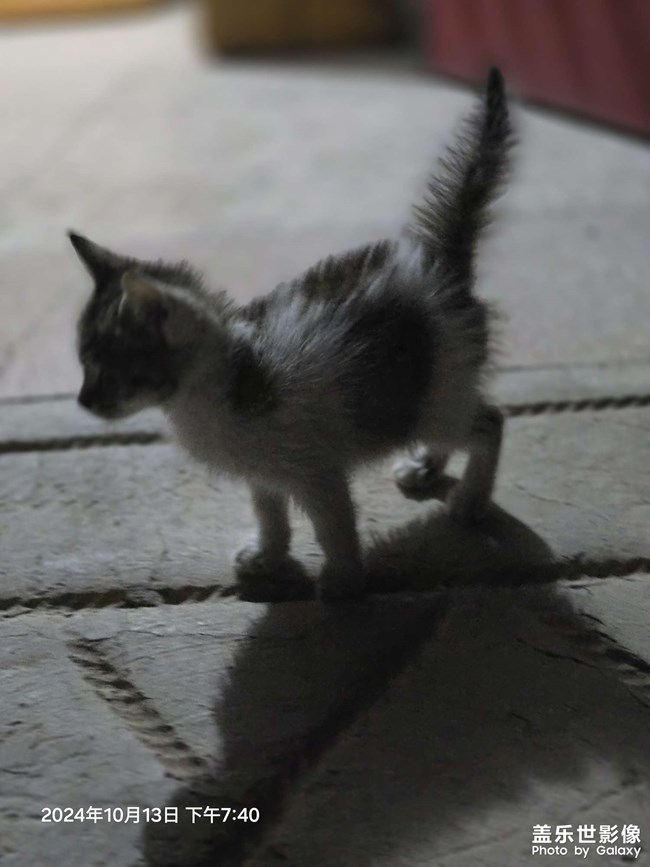 小貓咪炸毛了