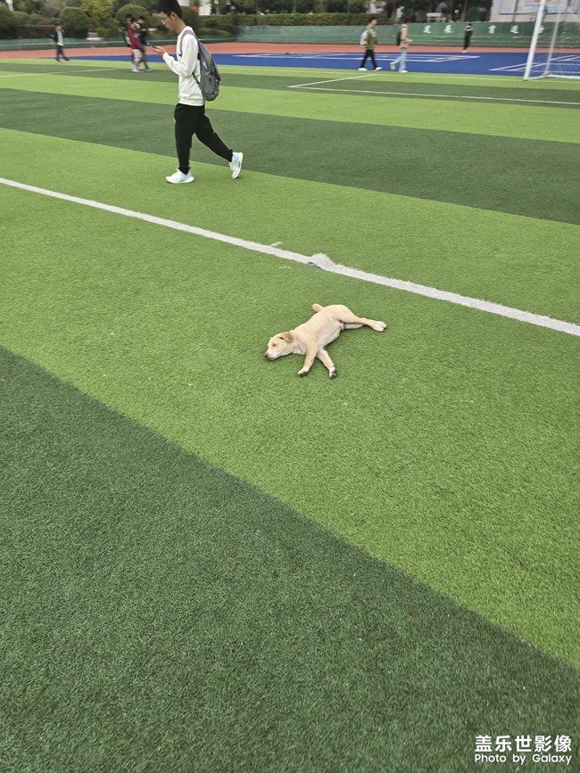 狗子