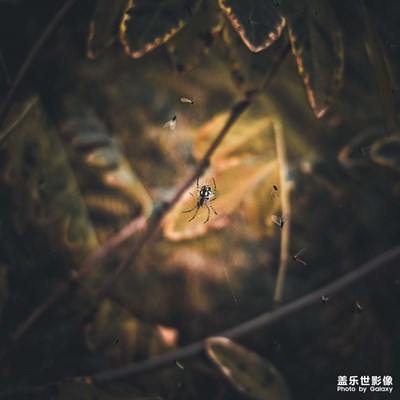 【我眼前的世界】+秋意